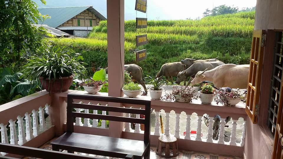 Ta Van Green Hills Homestay 萨帕 外观 照片